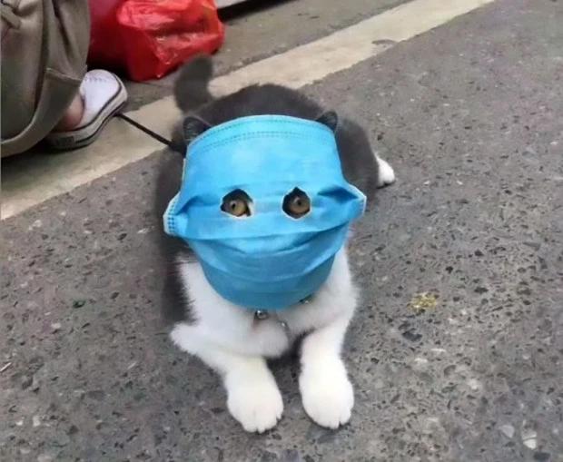 Wuhan coronavirus covid19 pet face masks01